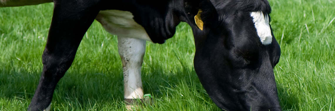 8155 a black and white cow in a field or
